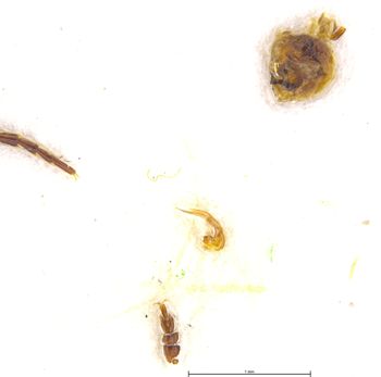 Media type: image;   Entomology 6026 Aspect: body parts